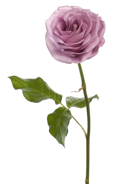 Rosa aqua — Stok fotoğraf