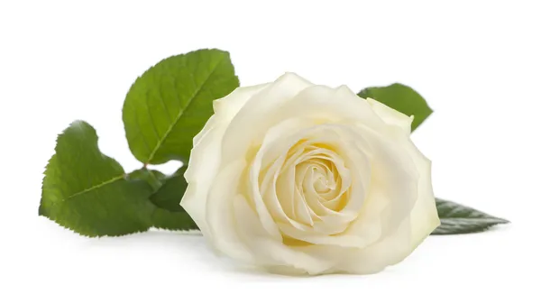 Rosa branca na frente do fundo branco — Fotografia de Stock