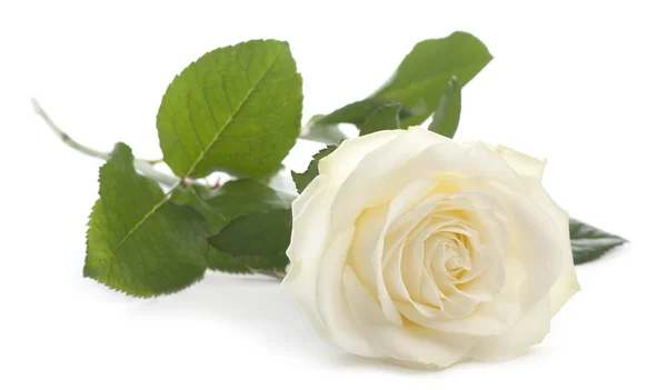 Rosa blanca delante de fondo blanco — Foto de Stock