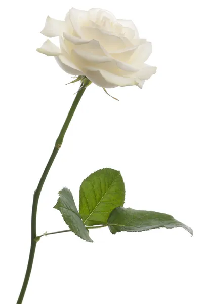 Rosa branca na frente do fundo branco — Fotografia de Stock