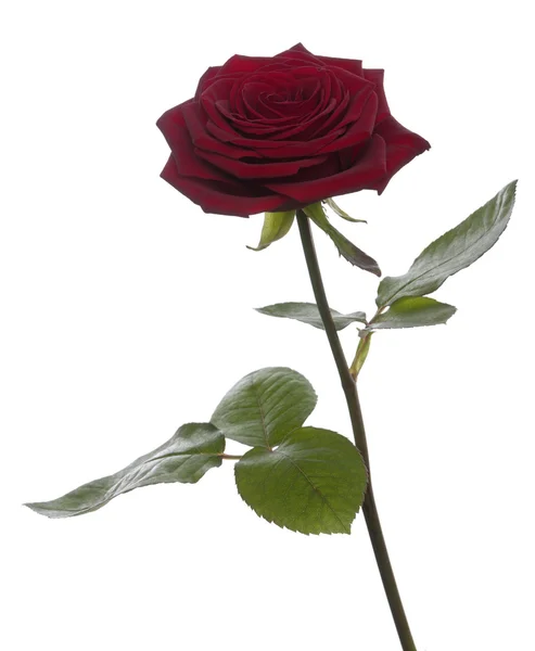 Красная Наоми Роуз на белом фоне — стоковое фото