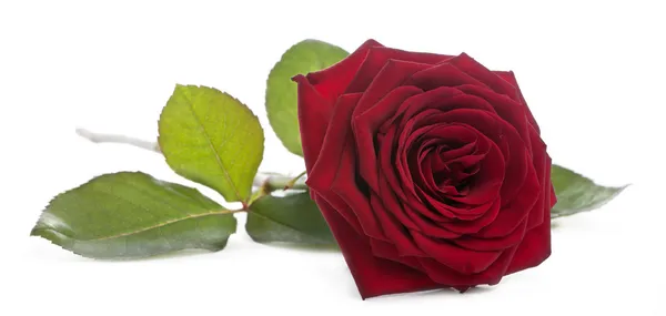 Красная Наоми Роуз на белом фоне — стоковое фото