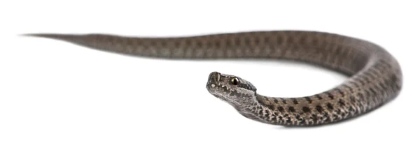 常见的欧洲加法器或共同的欧洲蛇、 蝰蛇伯瑞斯，在白色背景前 — 图库照片