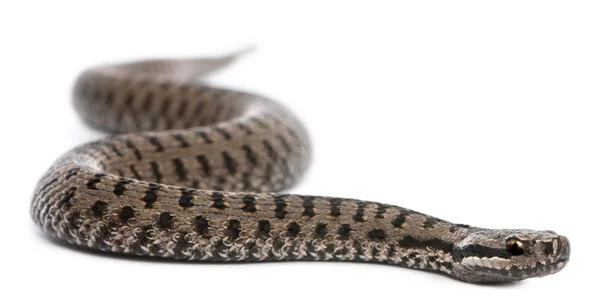Zmije obecná nebo společné evropské zmije vipera berus, před bílým pozadím — Stock fotografie