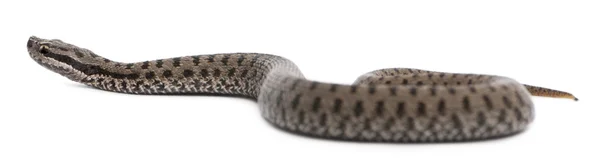 Zmije obecná nebo společné evropské zmije vipera berus, před bílým pozadím — Stock fotografie