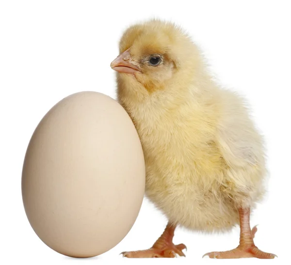 Chick met ei, 2 dagen oud, voor witte achtergrond — Stockfoto