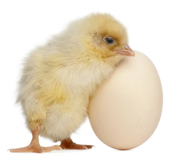Chick with egg, 2 days old, in front of white background — Stock Photo, Image