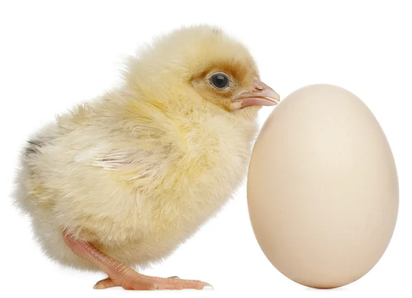 ひよこと卵、古い、白い背景の前に 2 日間 — ストック写真