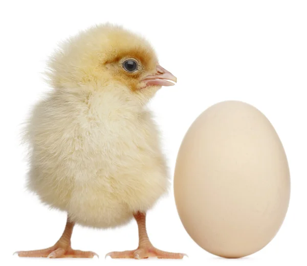 Chick with egg, 2 days old, in front of white background — Stock Photo, Image