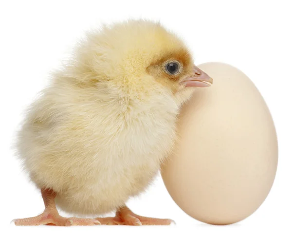 Pollito con huevo, 2 días de edad, delante de fondo blanco — Foto de Stock