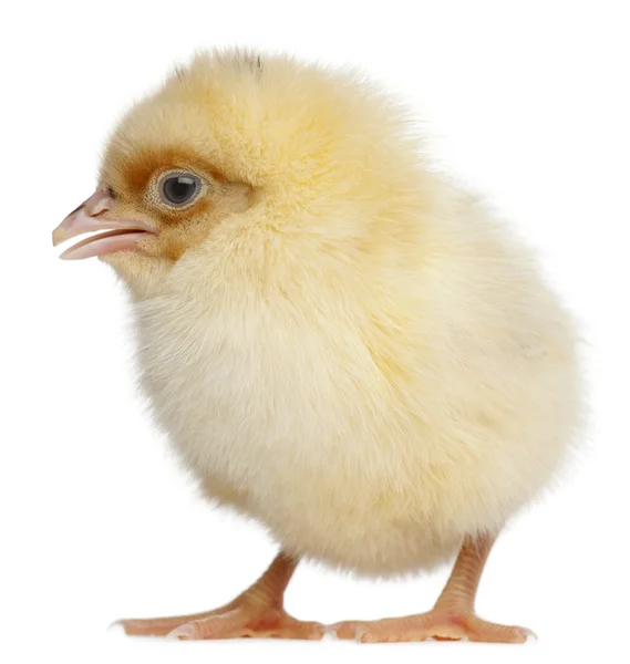 Chick, 2 dagen oud, voor witte achtergrond — Stockfoto