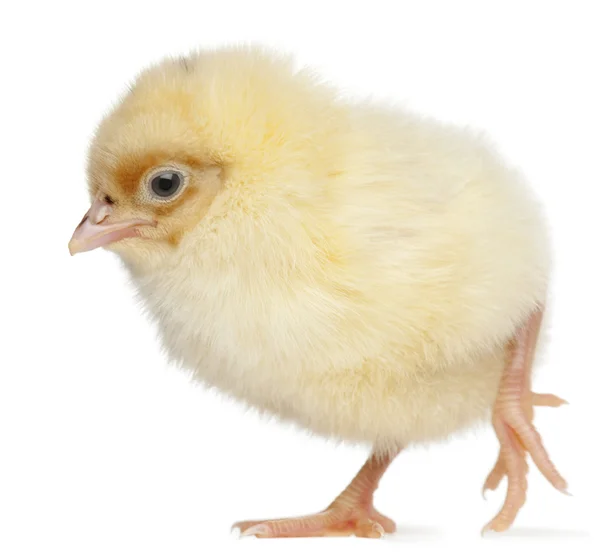 Chick, 2 gün eski beyaz arka plan — Stok fotoğraf