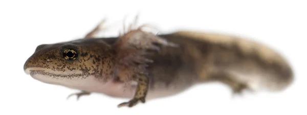 Gösterilen dış solungaçları, beyaz arka plan önünde salamandra salamandra salamander larva ateş — Stok fotoğraf