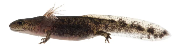 Fire salamander larva showing the external gills, Salamandra salamandra, in front of white background — Stock Photo, Image