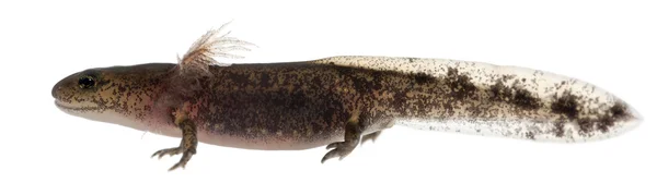 Larva de salamandra de fuego mostrando las branquias externas, Salamandra salamandra, frente al fondo blanco —  Fotos de Stock
