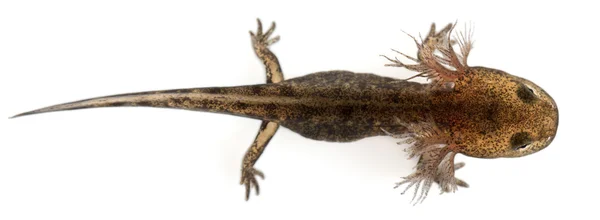 Личинка саламандры с высоким углом обзора на внешние жабры, Саламандра саламандра, на белом фоне — стоковое фото