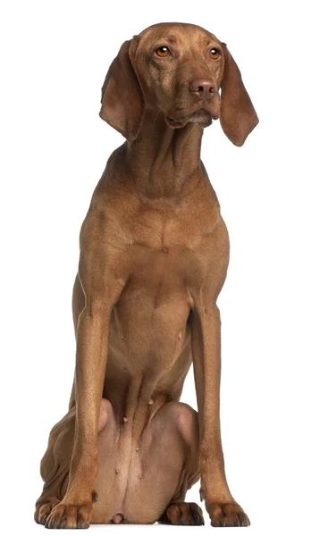 Vizsla, 2 years old, sitting in front of white background — Stock Photo, Image