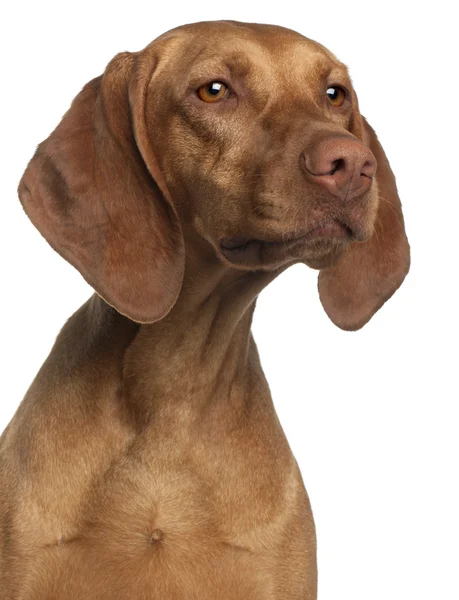 Close-up of Vizsla, 2 years old, in front of white background — Stock Photo, Image