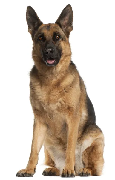German Shepherd Dog, 4 years old, sitting in front of white back — Stock Photo, Image