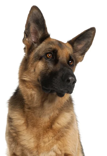 stock image Close-up of German Shepherd Dog, 4 years old, in front of white