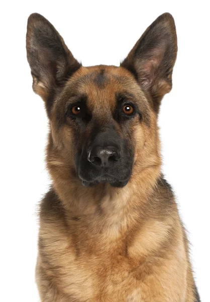 Close-up of German Shepherd Dog, 4 years old, in front of white — Stock Photo, Image