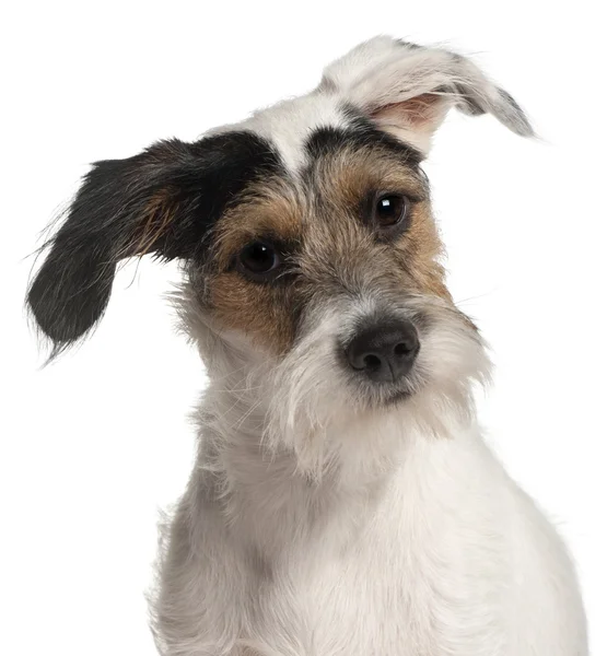 Close-up of Fox Terrier puppy, 6 months old, in front of white b — Stock Photo, Image