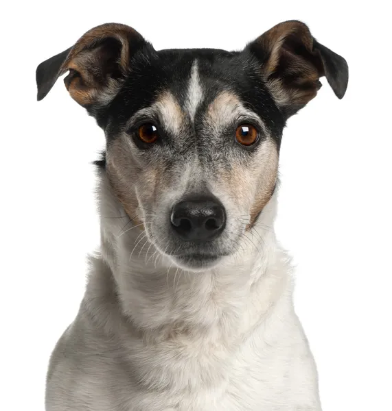 Close-up of Jack Russell Terrier, 12 years old, in front of whit — Stock Photo, Image