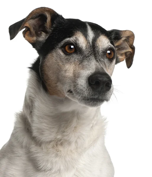 Close-up de Jack Russell Terrier, 12 anos, na frente do whit — Fotografia de Stock