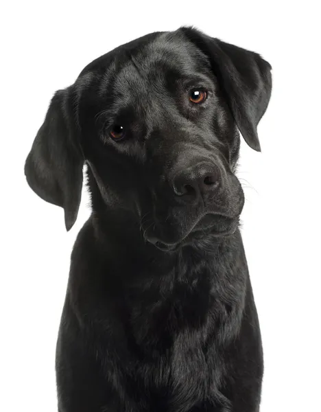 Close-up of Labrador Retriever, 10 months old, in front of white — Stock Photo, Image