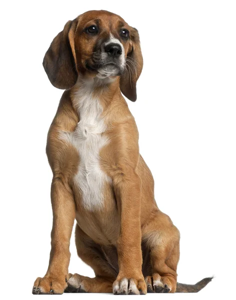 혼합 유형 강아지, 12 주 오래 된의 앞에 앉아 화이트 찾기 — 스톡 사진