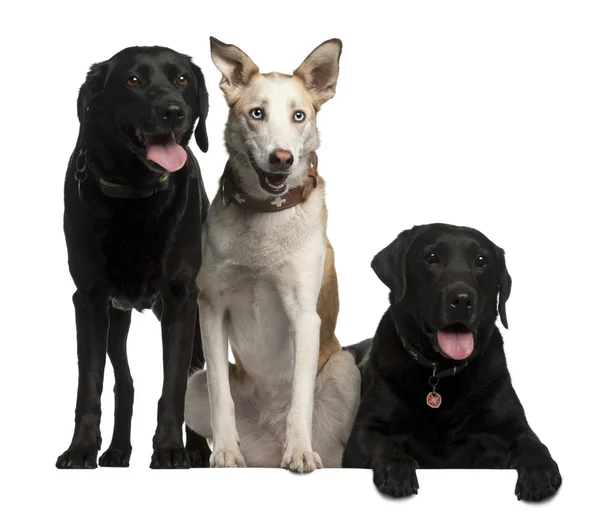 Labrador Retrievers, 7 and 8 years old and a Podenco Canario, 4 — Stock Photo, Image