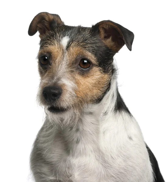 stock image Close-up of Jack Russell Terrier, 4 years old, in front of white