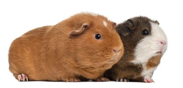 Guinea pigs, 9 months old, in front of white background — Stock Photo, Image