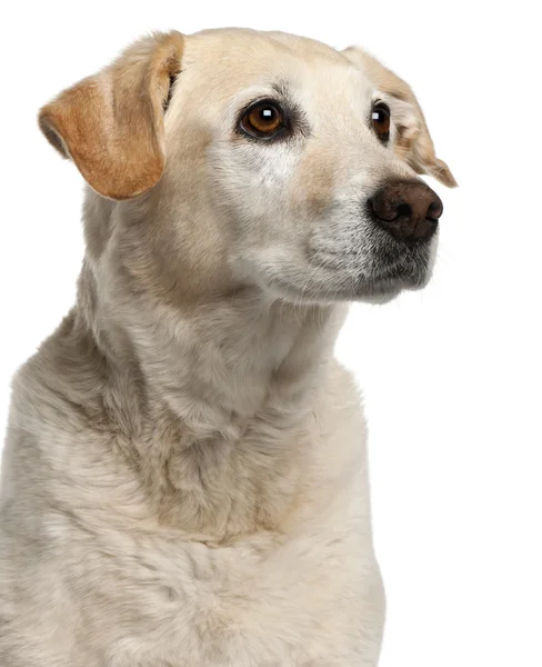 Primer plano del perro de raza mixta, 12 años, frente al bac blanco — Foto de Stock