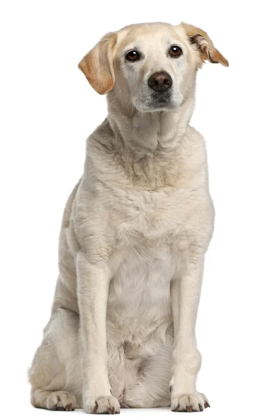 Gemengd ras hond, 12 jaar oud, zitten in de voorkant van witte backgro — Stockfoto