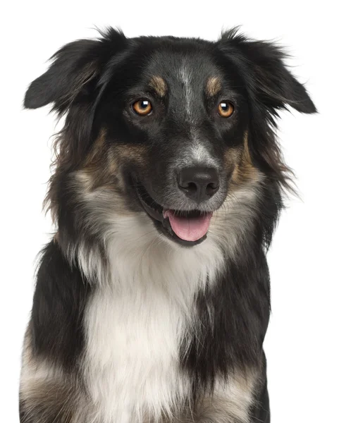 Close-up of Australian Shepherd dog, 1 year old, in front of whi — Stock Photo, Image