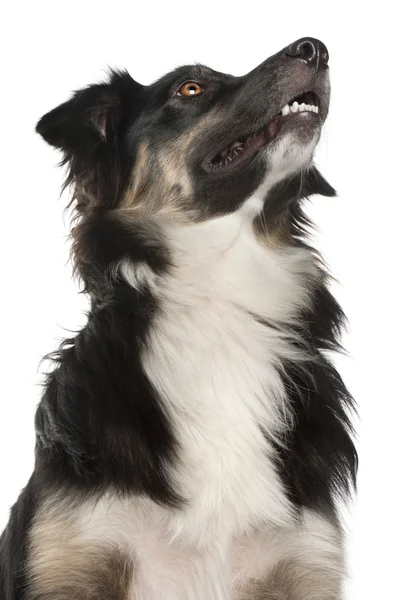 Close-up of Australian Shepherd dog, 1 year old, in front of whi — Stock Photo, Image