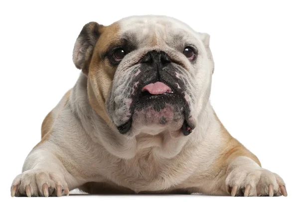 English Bulldog, 6 years old, lying in front of white background — Stock Photo, Image