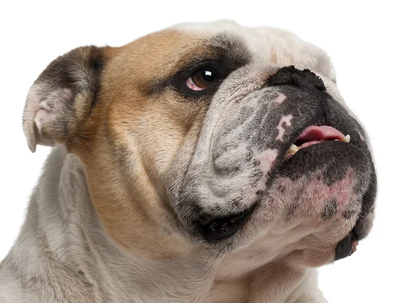 Nahaufnahme einer englischen Bulldogge, 6 Jahre alt, vor weißem Rücken — Stockfoto