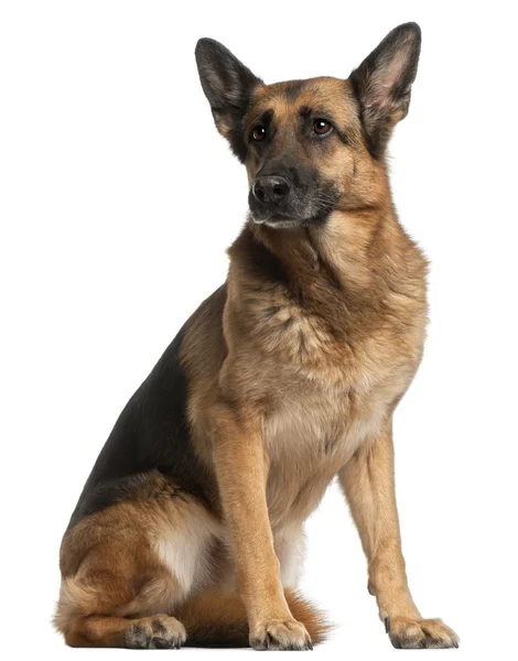 German Shepherd Dog, 10 years old, sitting in front of white bac — Stock Photo, Image