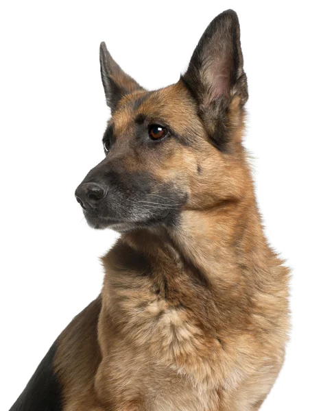 Close-up of German Shepherd Dog, 10 years old, in front of white — Stock Photo, Image