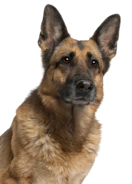 Close-up de German Shepherd Dog, 10 anos, na frente do branco — Fotografia de Stock