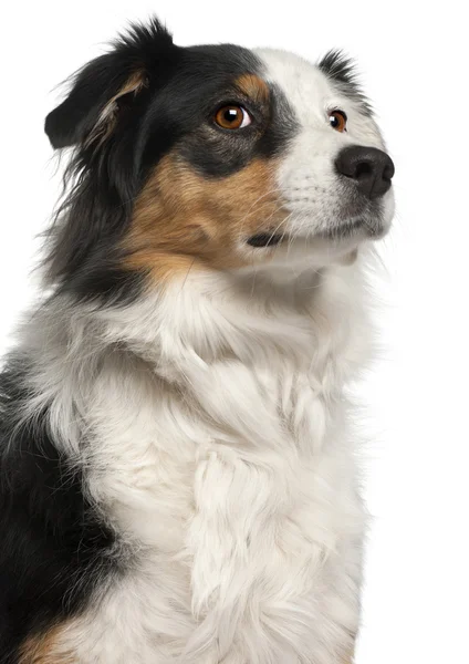 Close-up of Australian Shepherd dog, 6 years old, in front of wh — Stock Photo, Image