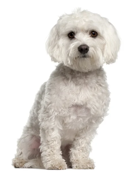Maltese, 2 years old, sitting in front of white background — Stock Photo, Image