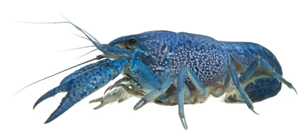 Blue crayfish also known as a Blue Florida Crayfish, Procambarus alleni, in front of white background — Stock Photo, Image