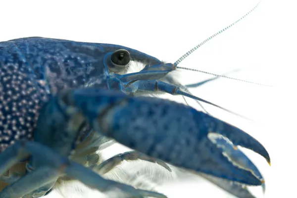 Close-up of Blue crayfish also known as a Blue Florida Crayfish, Procambarus alleni, in front of white background — Stock Photo, Image