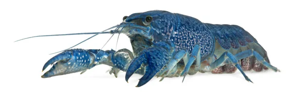 Blue crayfish also known as a Blue Florida Crayfish, Procambarus alleni, in front of white background — Stock Photo, Image