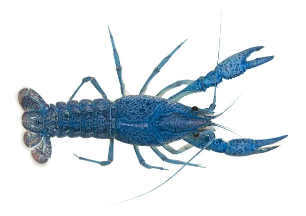 High angle view of Blue crayfish also known as a Blue Florida Crayfish, Procambarus alleni, in front of white background — Stock Photo, Image