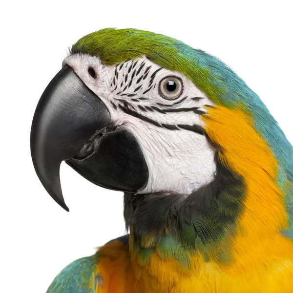 Detail modrá a žlutá macaw, ara ararauna, 16 měsíců, — Stock fotografie