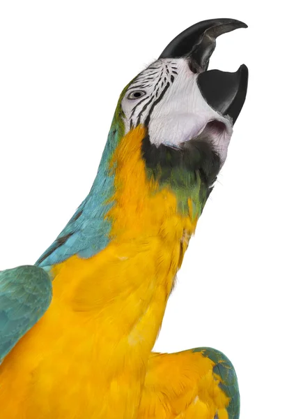 Крупный план Blue-and-Yellow Macaw, Ara ararauna, 16 месяцев , — стоковое фото